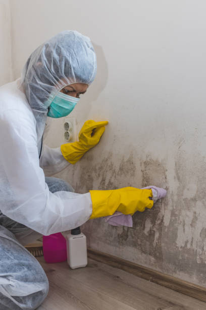 Best Dehumidification Services  in Blytheville, AR